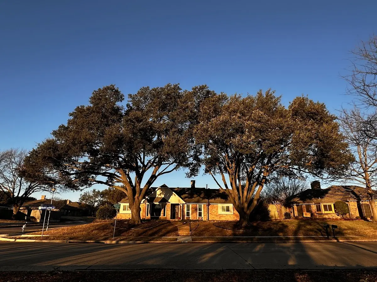 Established residential canopy tree shading a home in Medford